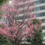 3月3日入籍します